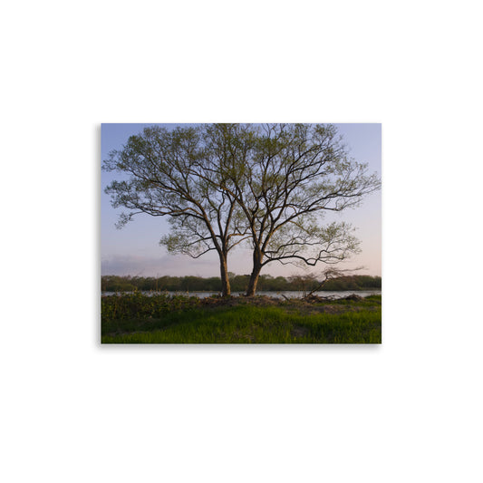 Early spring budding riverside trees along the Kitakami River in Iwate, Japan.