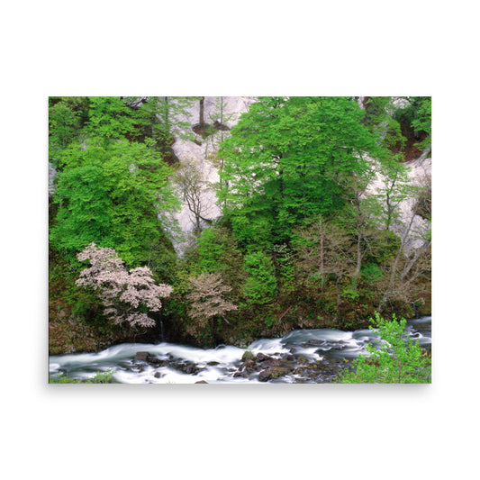 Fine art photograph of spring green beech leaves and soft cherry blossoms in a mountain valley in Oshu, Iwate, Japan.