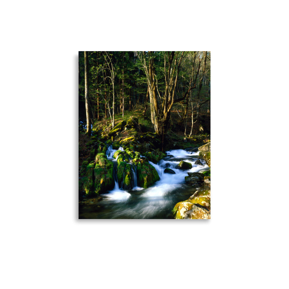 Fine art photograph of a mossy stream flowing through a quiet forest in Kamaishi, Iwate, Japan.