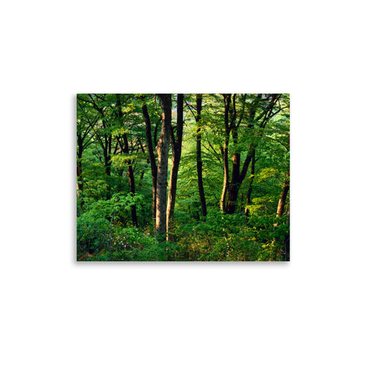 Spring beech forest glowing in soft morning light near Geto Hot Springs in Iwate, Japan.