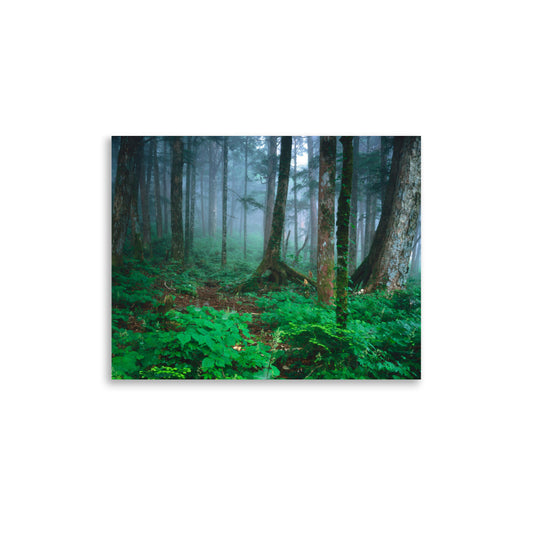 Misty primeval summer forest on the northern slope of Mount Hayachine in Iwate, Japan.