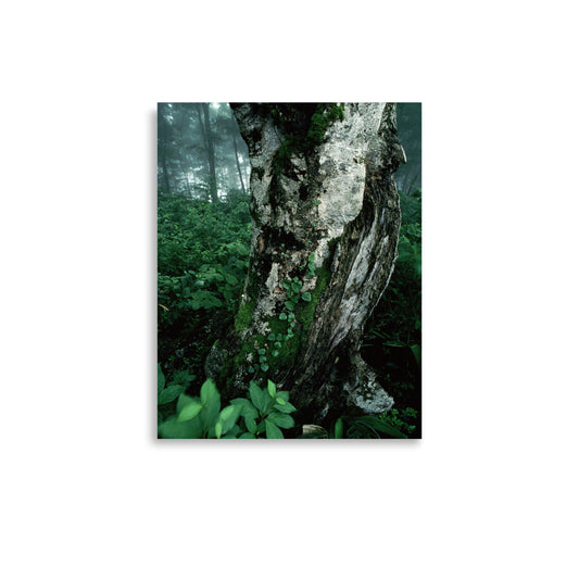 Beech tree standing in a misty summer forest along the Komagatake trail in Iwate, Japan.