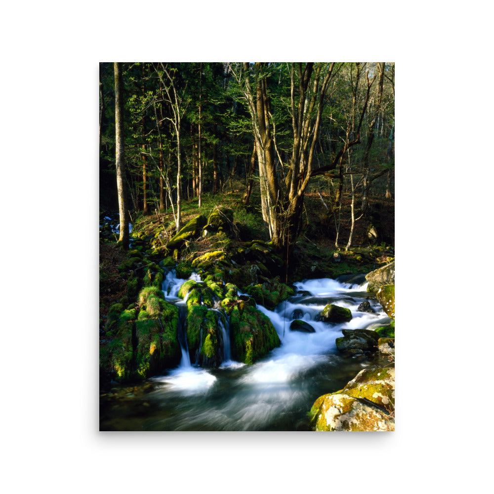 Fine art photograph of a mossy stream flowing through a quiet forest in Kamaishi, Iwate, Japan.