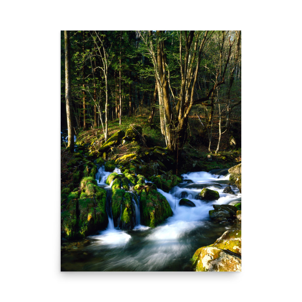 Fine art photograph of a mossy stream flowing through a quiet forest in Kamaishi, Iwate, Japan.