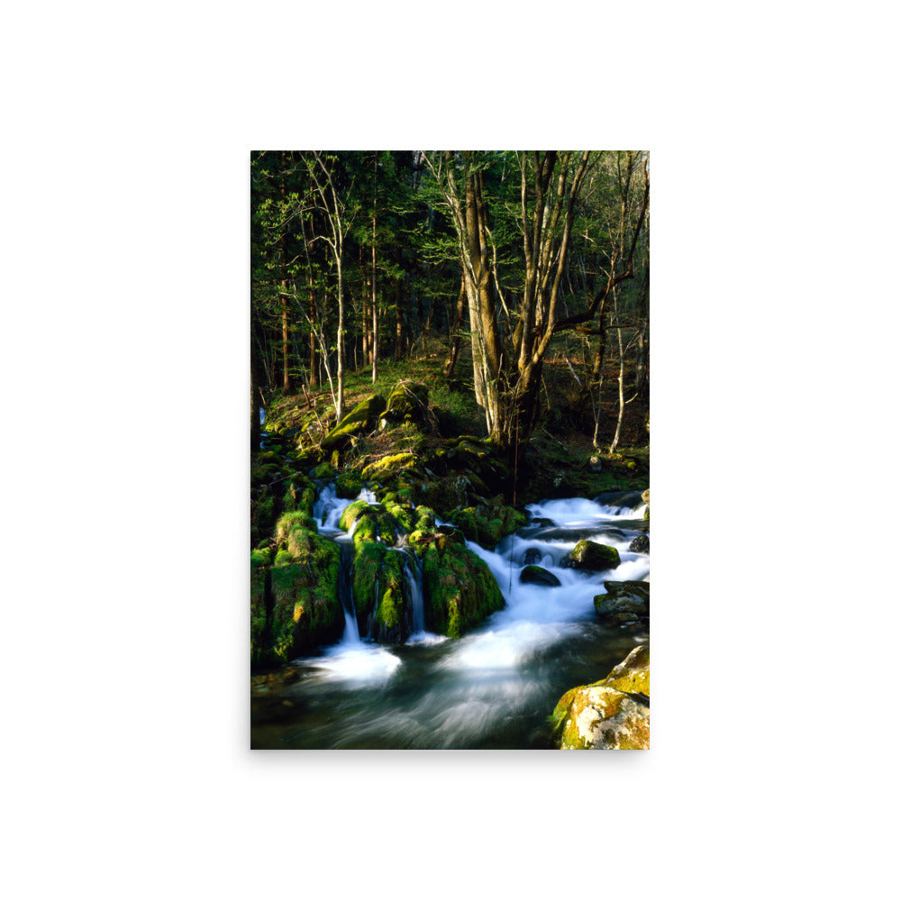 Fine art photograph of a mossy stream flowing through a quiet forest in Kamaishi, Iwate, Japan.