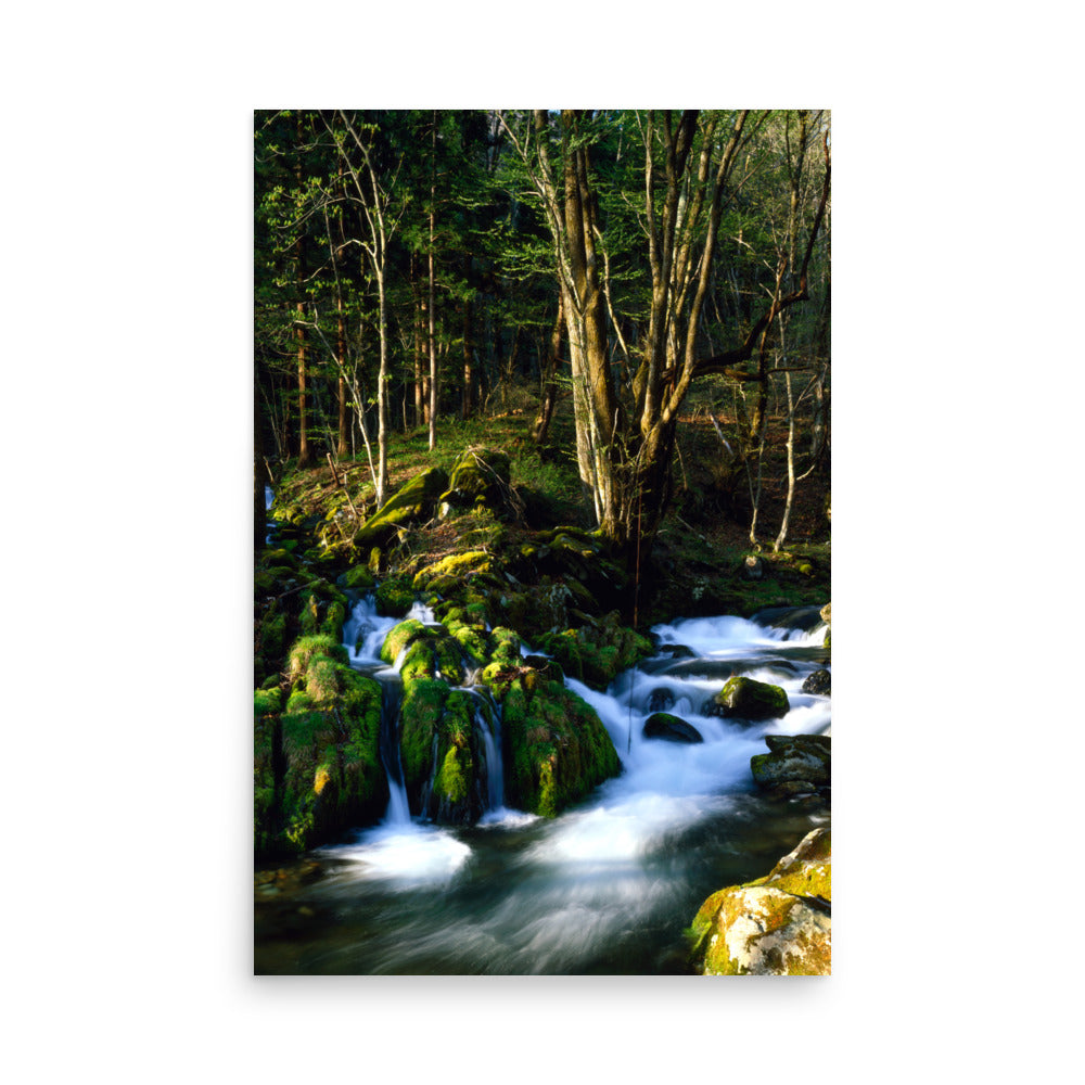 Fine art photograph of a mossy stream flowing through a quiet forest in Kamaishi, Iwate, Japan.
