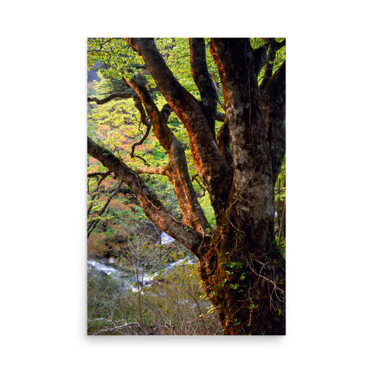 Fine art photograph of a beech tree glowing in soft spring light near Geto Onsen in Kitakami, Iwate, Japan.