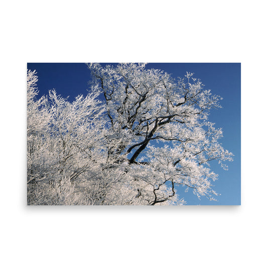 Fine art photograph of frosted trees under a clear blue sky on the Arakawa Highlands near Mt. Hayachine in Tono, Iwate, Japan.