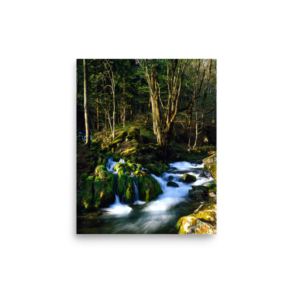 Fine art photograph of a mossy stream flowing through a quiet forest in Kamaishi, Iwate, Japan.