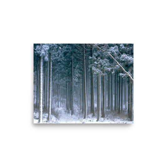 Fine art photograph of snowy cedar trees with winter mist on Mt. Murone in Ichinoseki, Iwate, Japan.