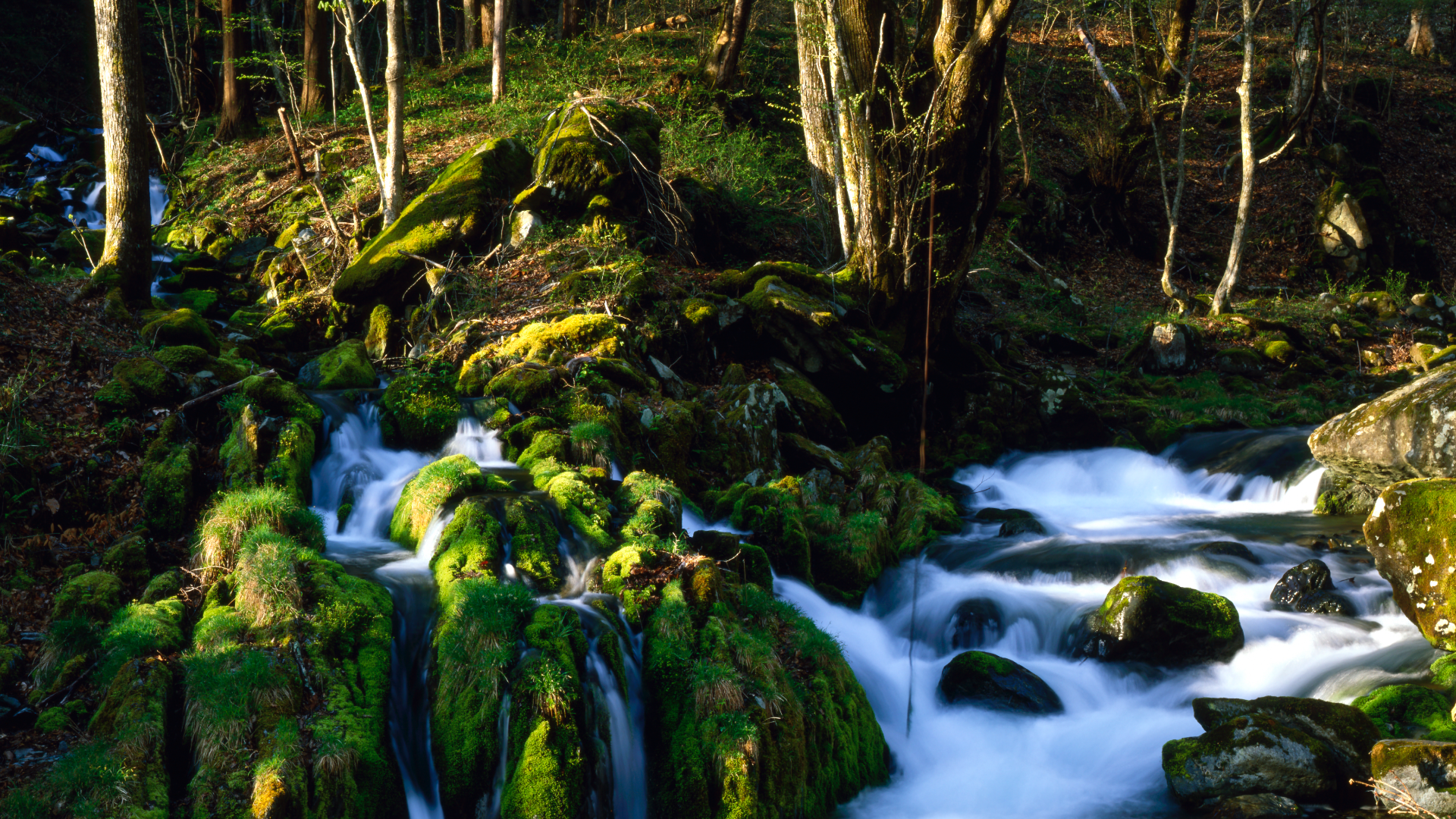 Fine art photograph of a mossy stream flowing through a quiet forest in Kamaishi, Iwate, Japan.